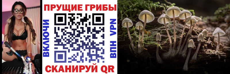 Галлюциногенные грибы прущие грибы  как найти   Аксай 